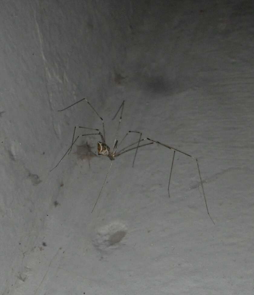 Image of Cellar spider