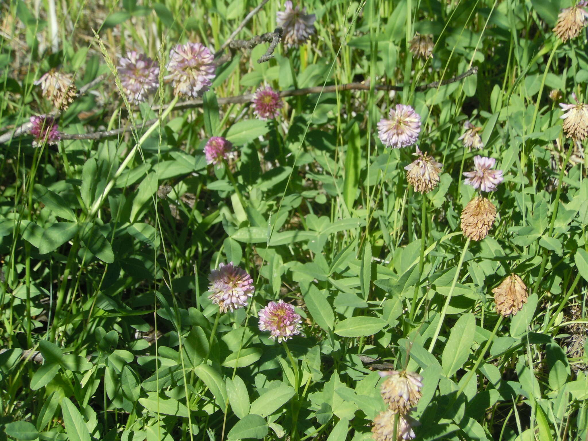 Image de Trifolium beckwithii S. Watson