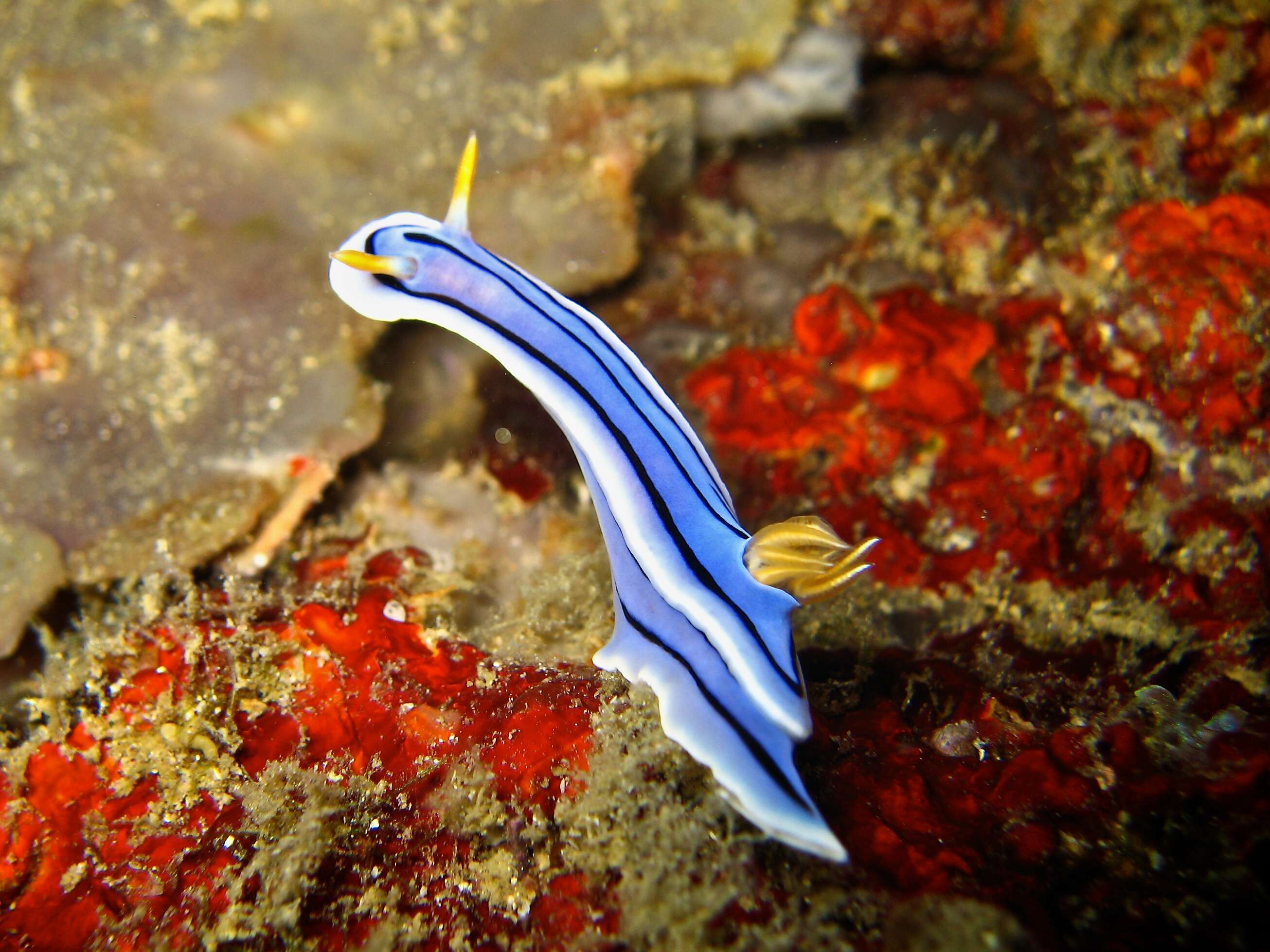 Image de Chromodoris lochi Rudman 1982