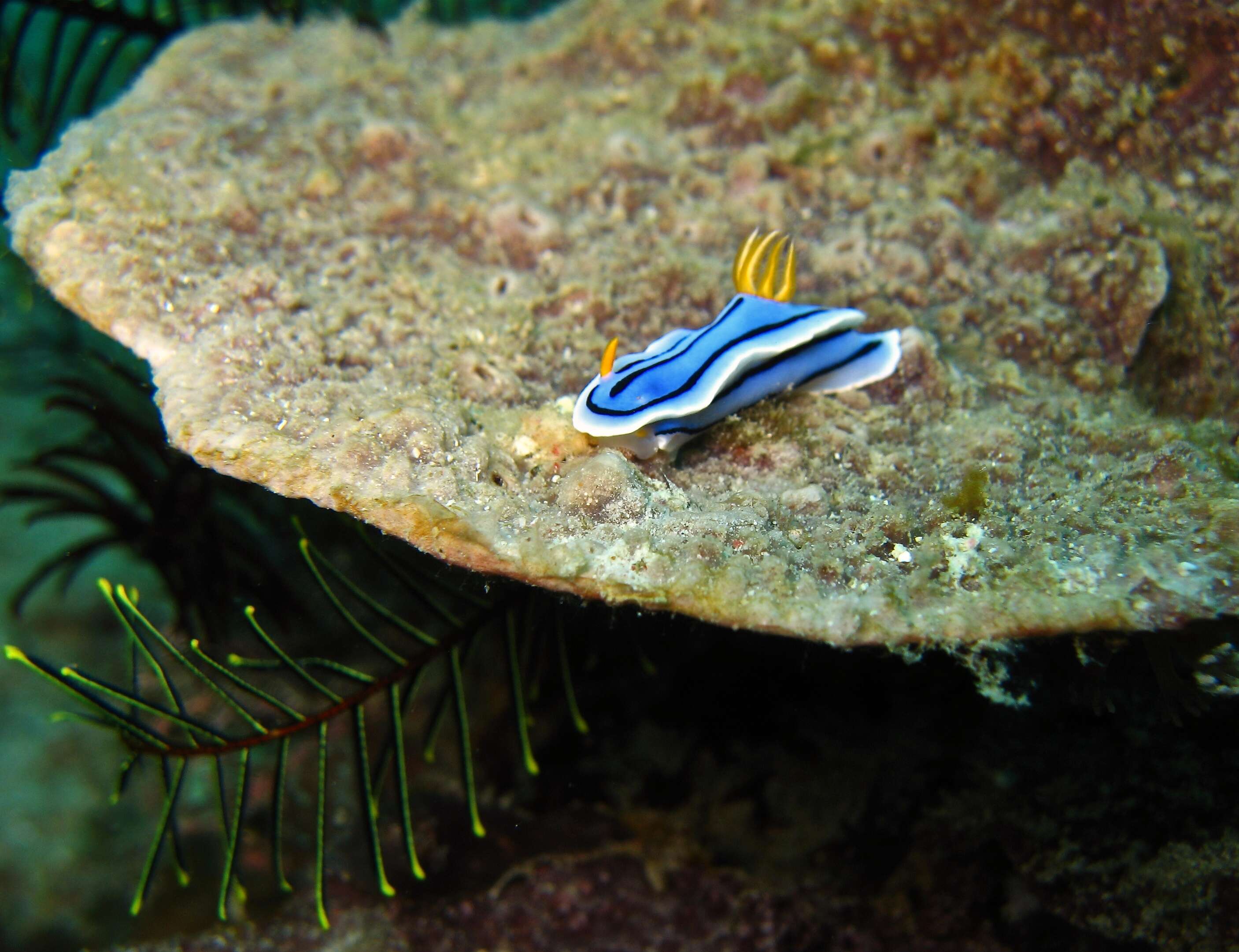 Image de Chromodoris lochi Rudman 1982