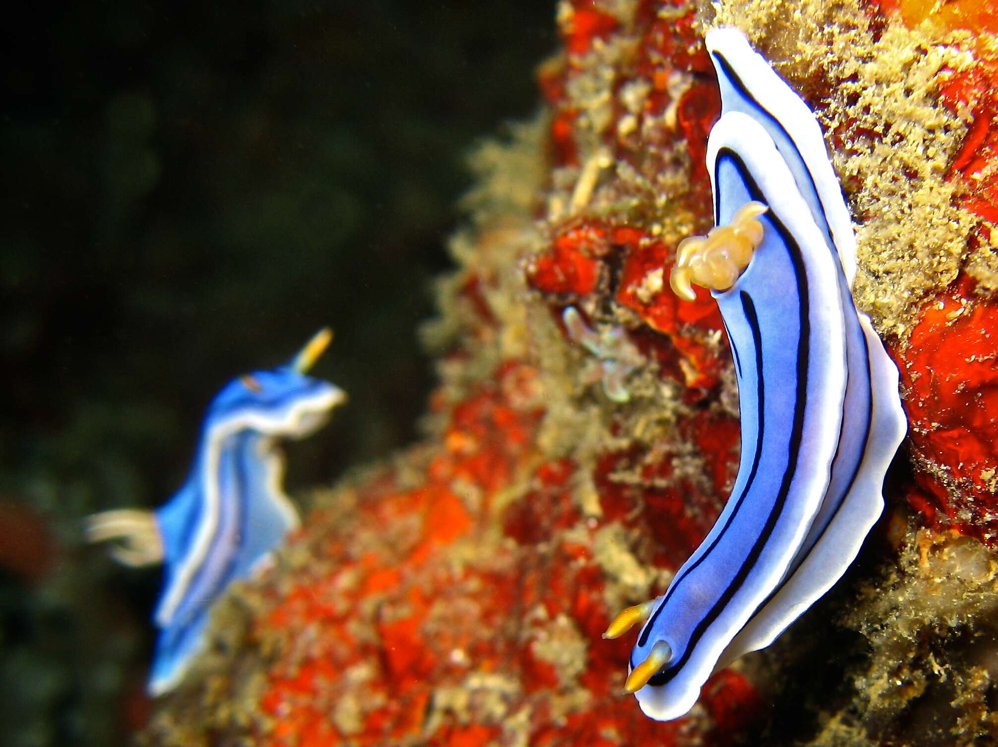 Image de Chromodoris lochi Rudman 1982