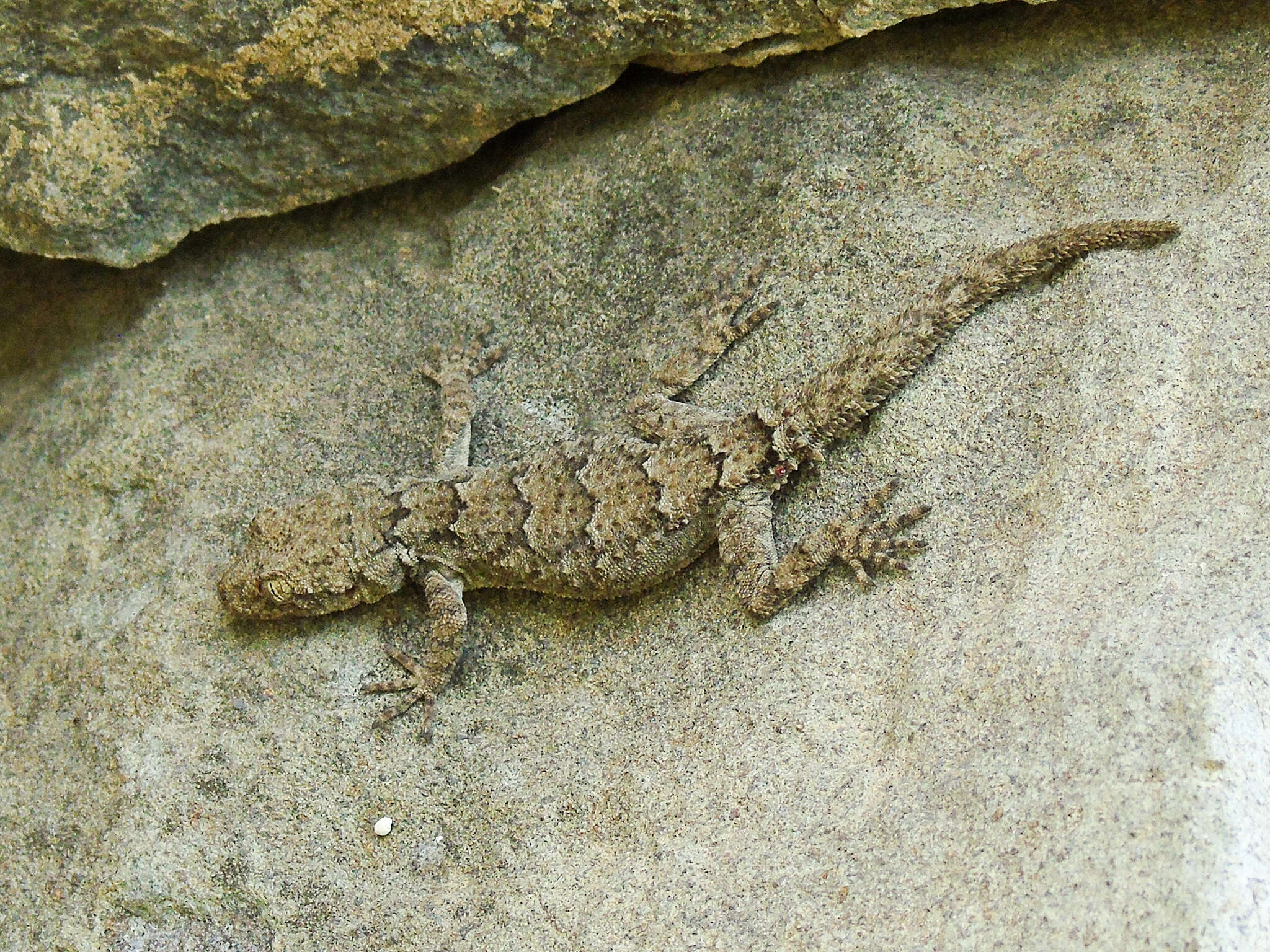 Mediodactylus heterocercus (Blanford 1874) resmi