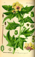 Image of black henbane