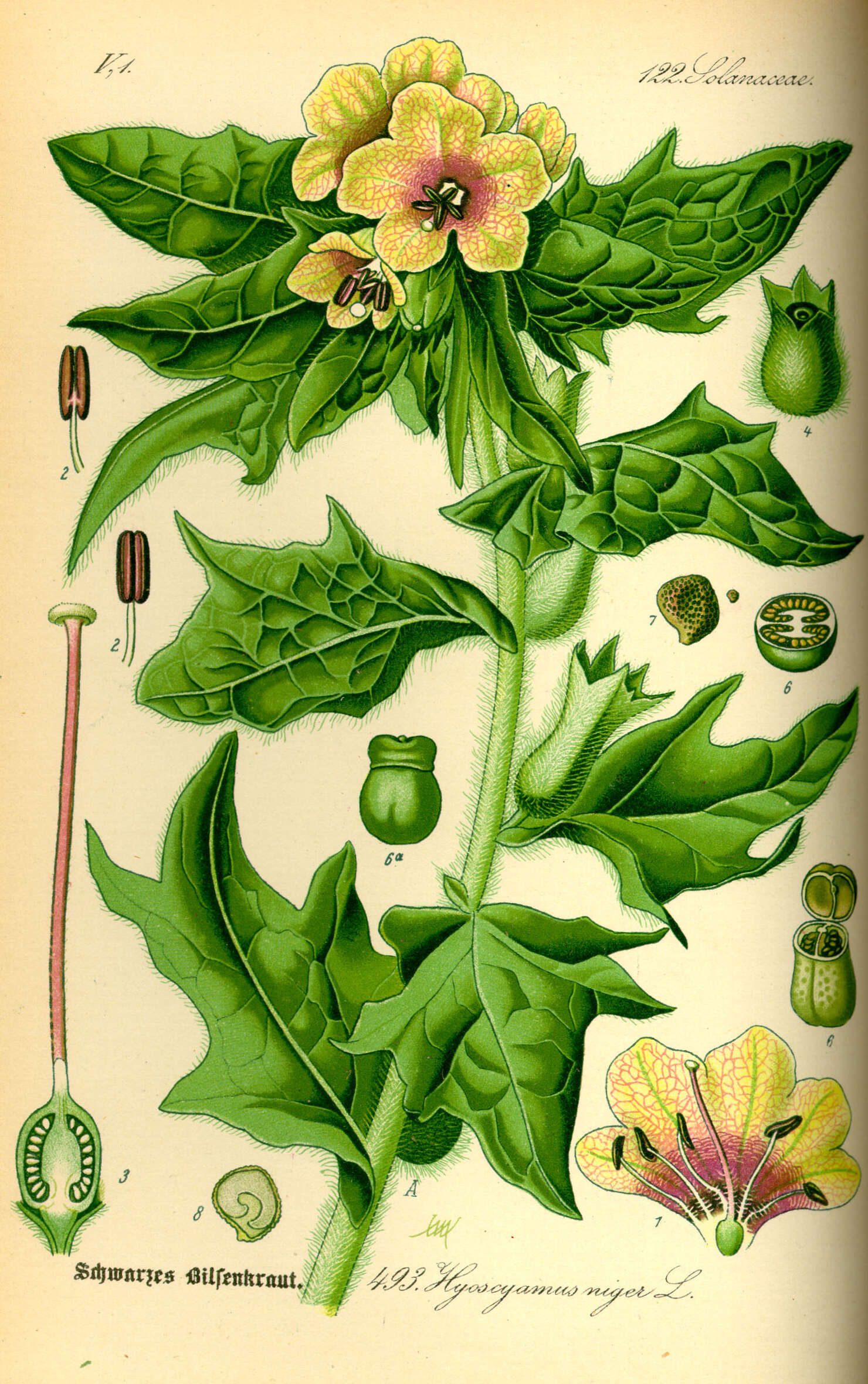 Image of black henbane