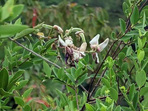 Image of Callerya nitida (Benth.) R. Geesink