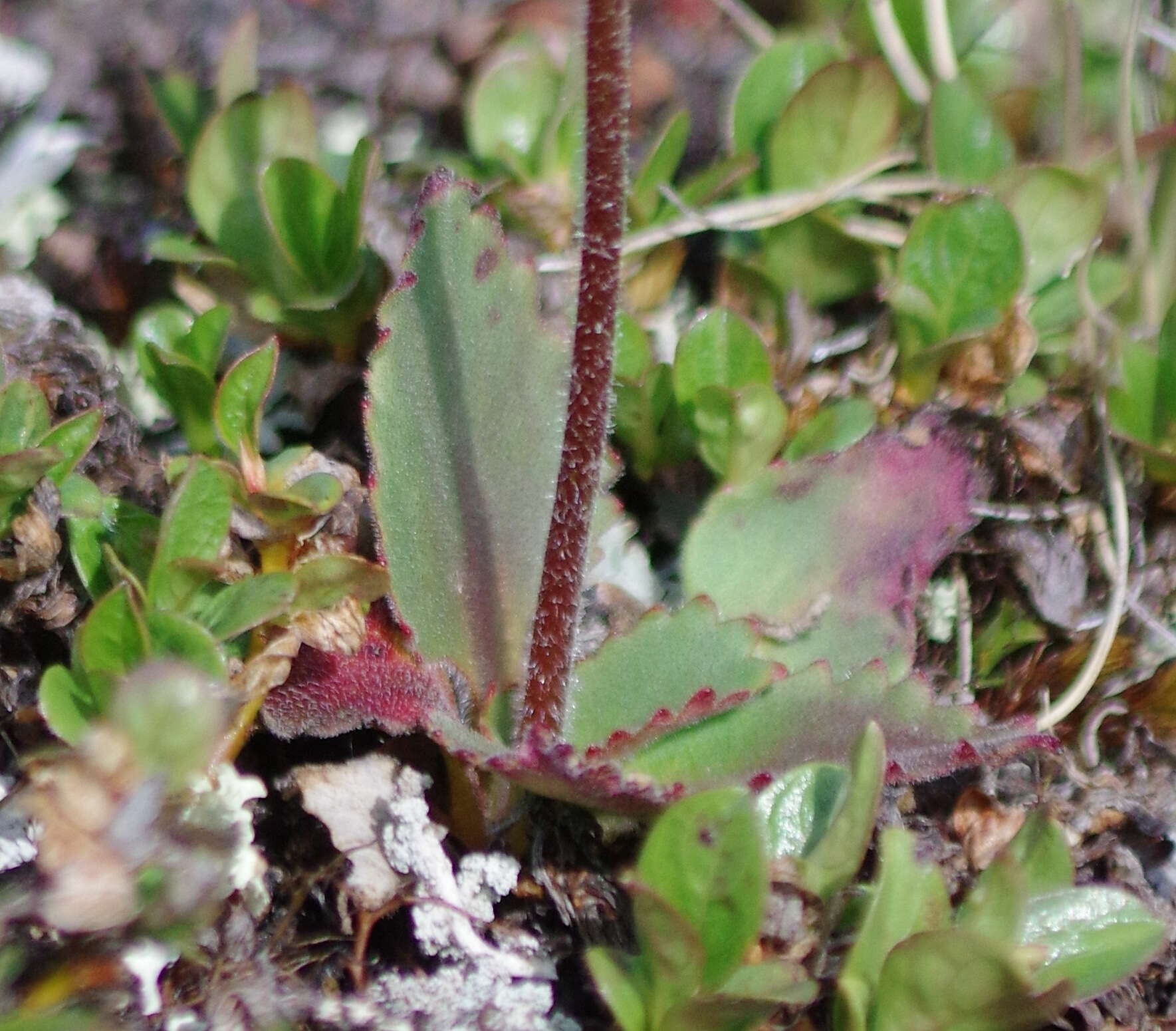 Plancia ëd Micranthes reflexa (Hook.) Small