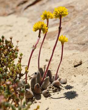 Image of Crassula namaquensis subsp. lutea (Schönl.) Tölken