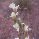 Sisyrinchium cuspidatum Poepp.的圖片