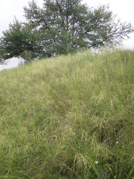 Imagem de Stipa capillata L.