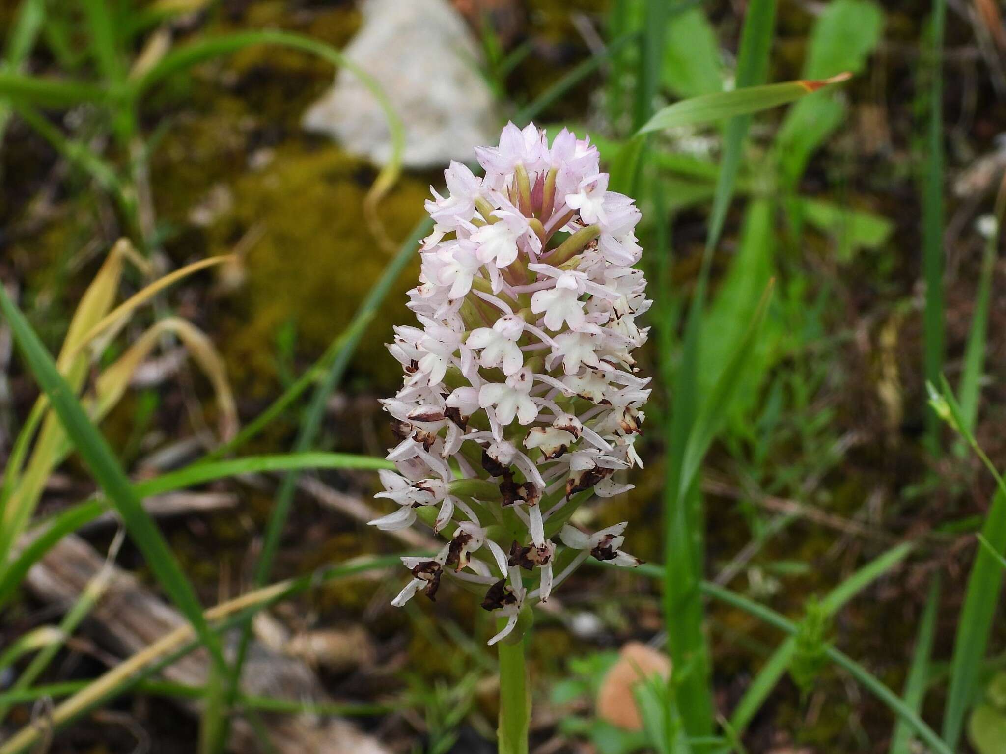 صورة Anacamptis pyramidalis var. urvilleana (Sommier & Caruana) Schltr.