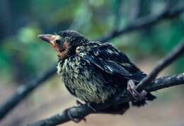 Image of Common Grackle