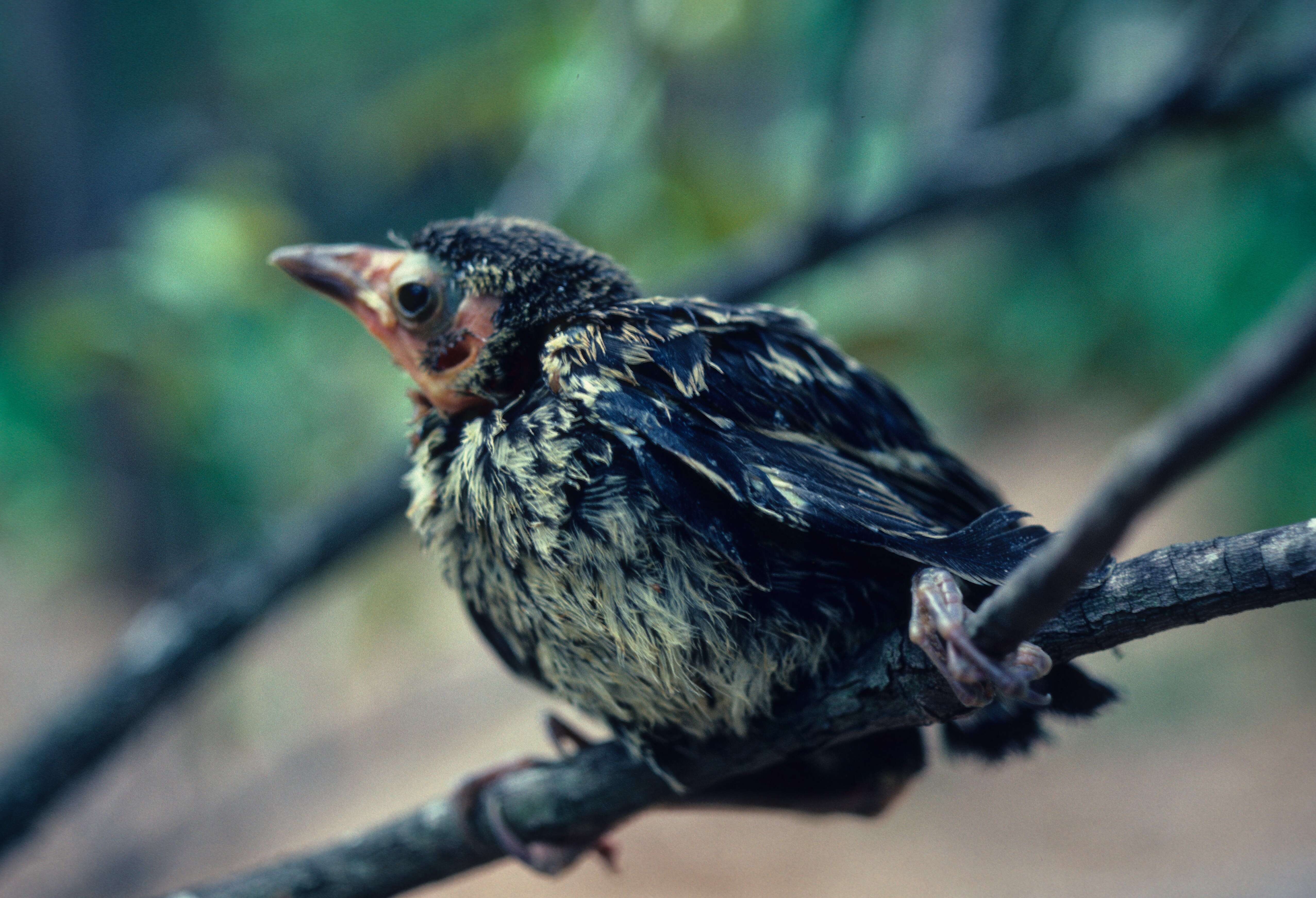 Image of Common Grackle