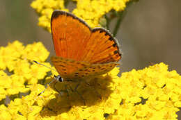 Image of <i>Lycaena ophion</i>