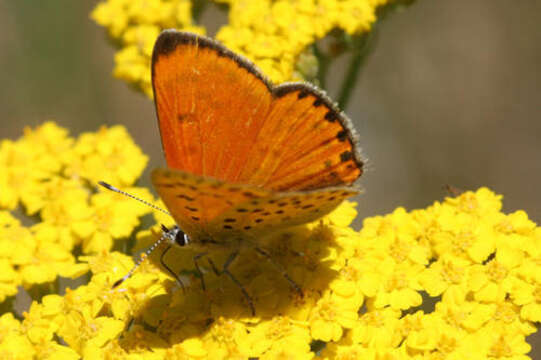 Image of <i>Lycaena ophion</i>