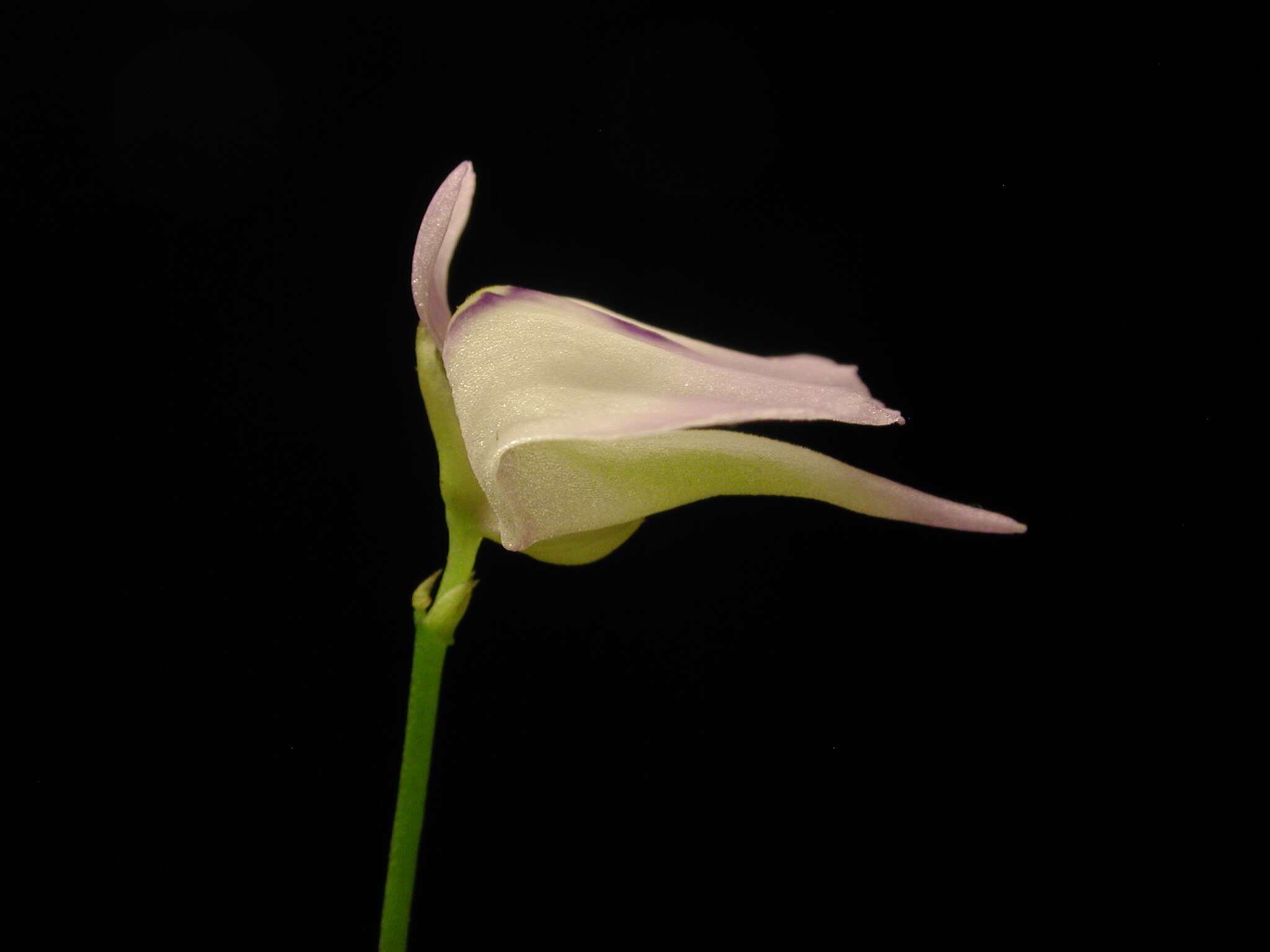 Image of Utricularia pubescens Sm.