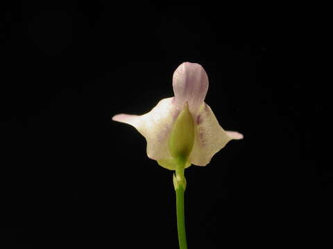 Image of Utricularia pubescens Sm.