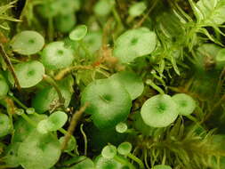 Image of Utricularia pubescens Sm.