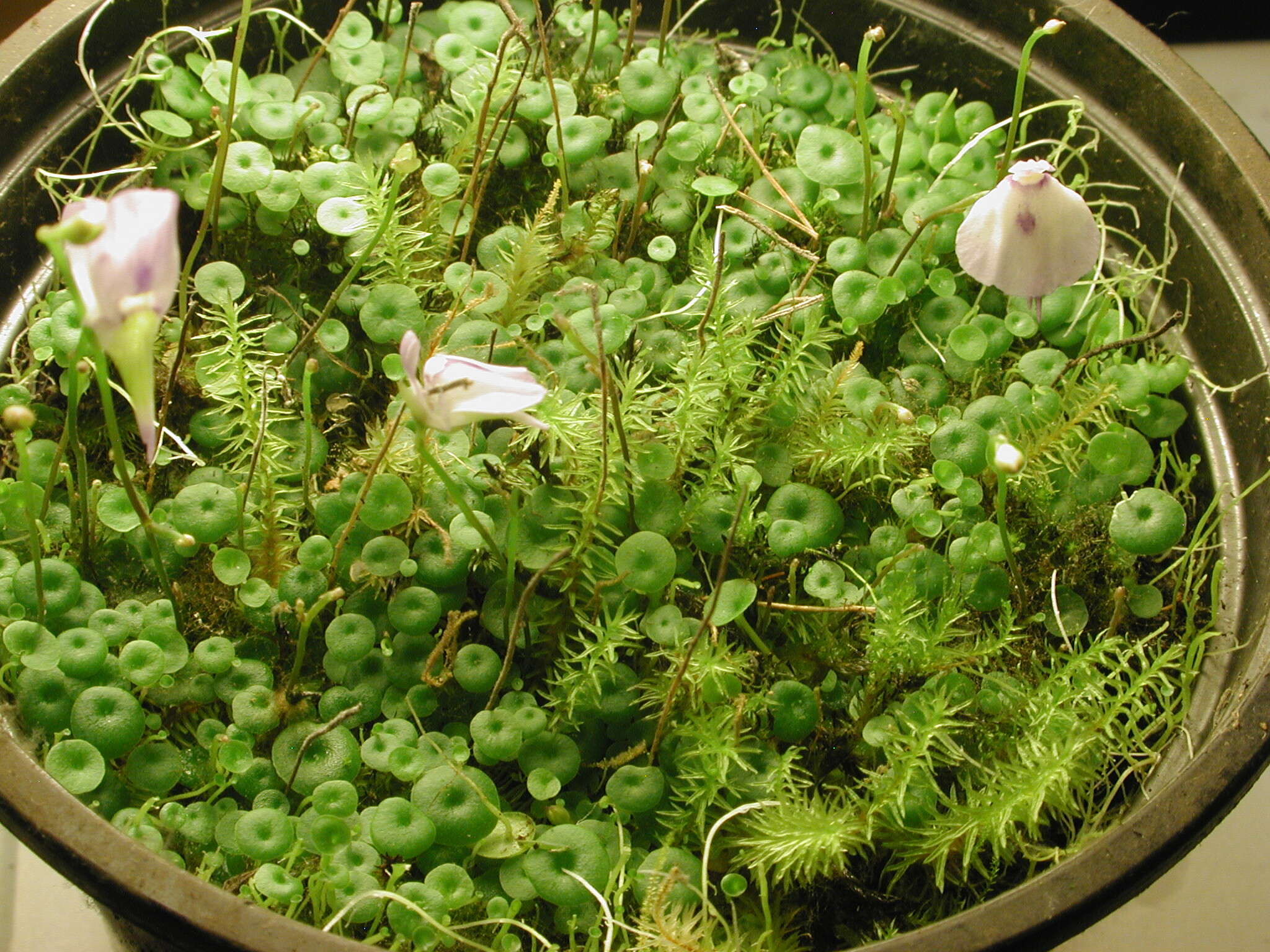 Image of Utricularia pubescens Sm.