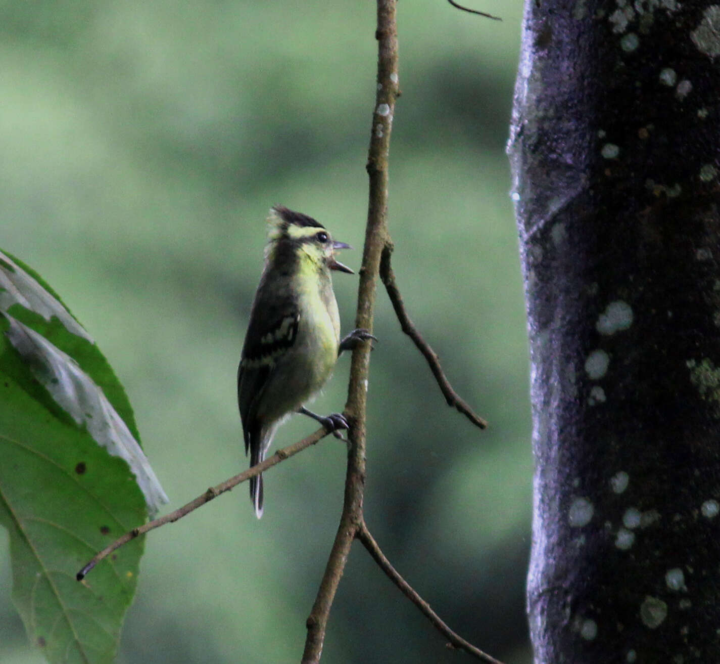 Image de Mésange jaune