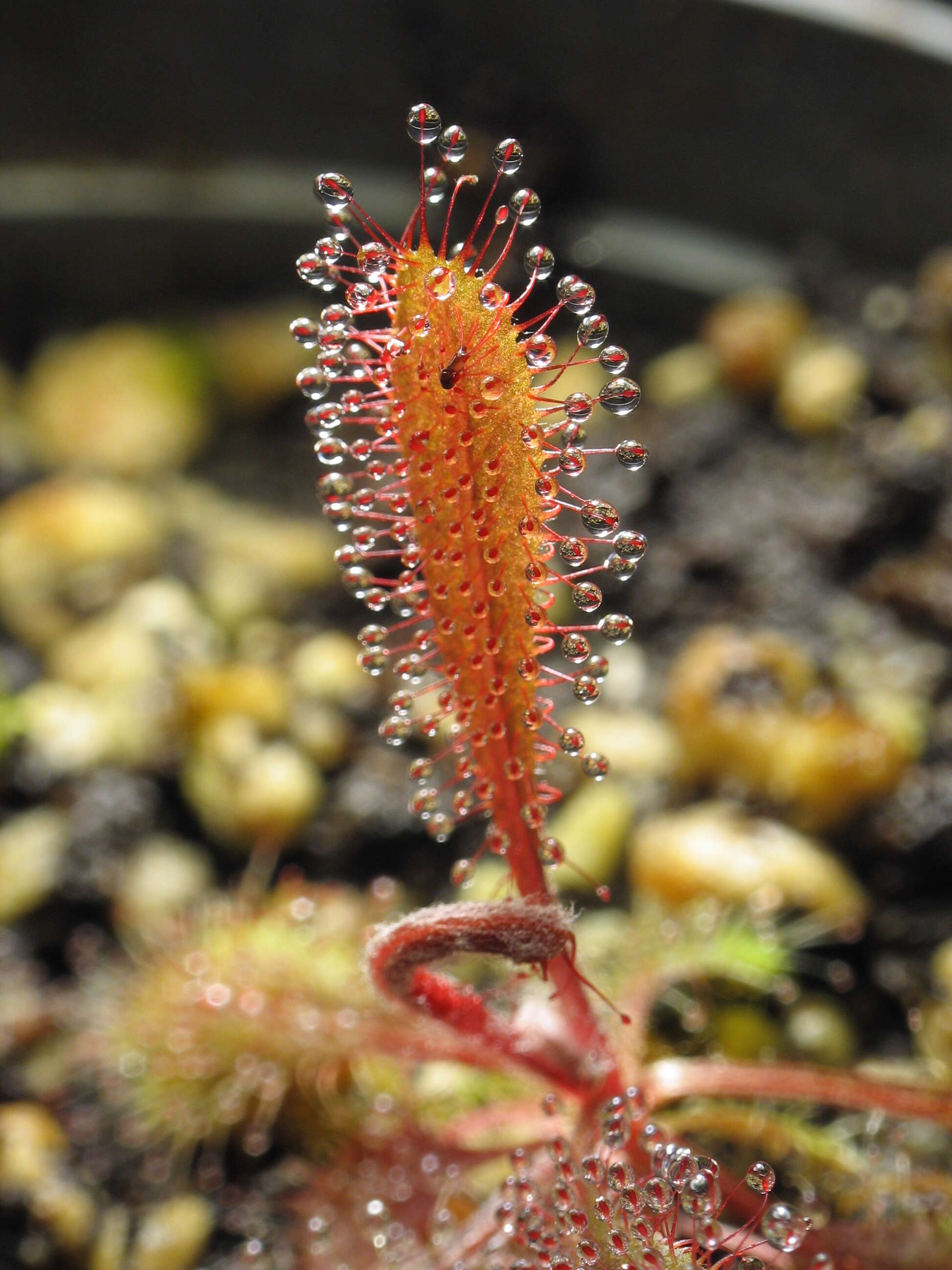 Image of Drosera adelae F. Muell.