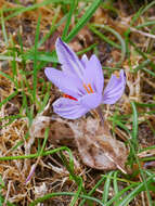 Image of Corsican crocus