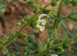 Image de Salvia ceratophylla L.