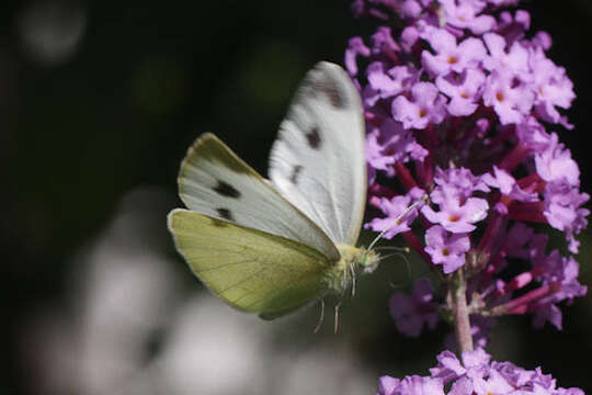 Image of Pieris mannii alpigena