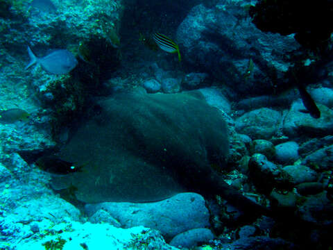 Image of Short-tail Stingray