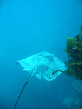 Image of Black Stingray