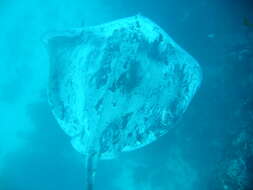 Image of Black Stingray