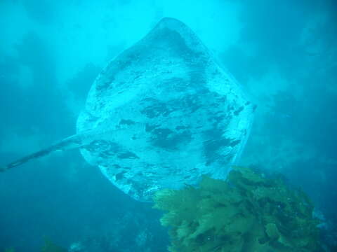 Image of Black Stingray