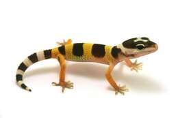 Image of Lichtenfelder's Gecko