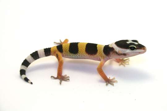 Image of Lichtenfelder's Gecko