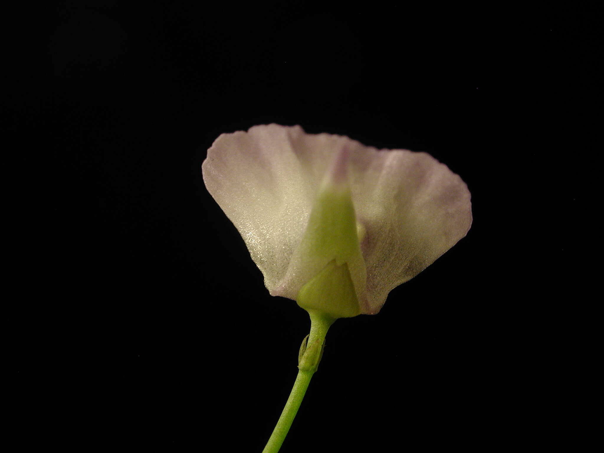 Image of Utricularia pubescens Sm.