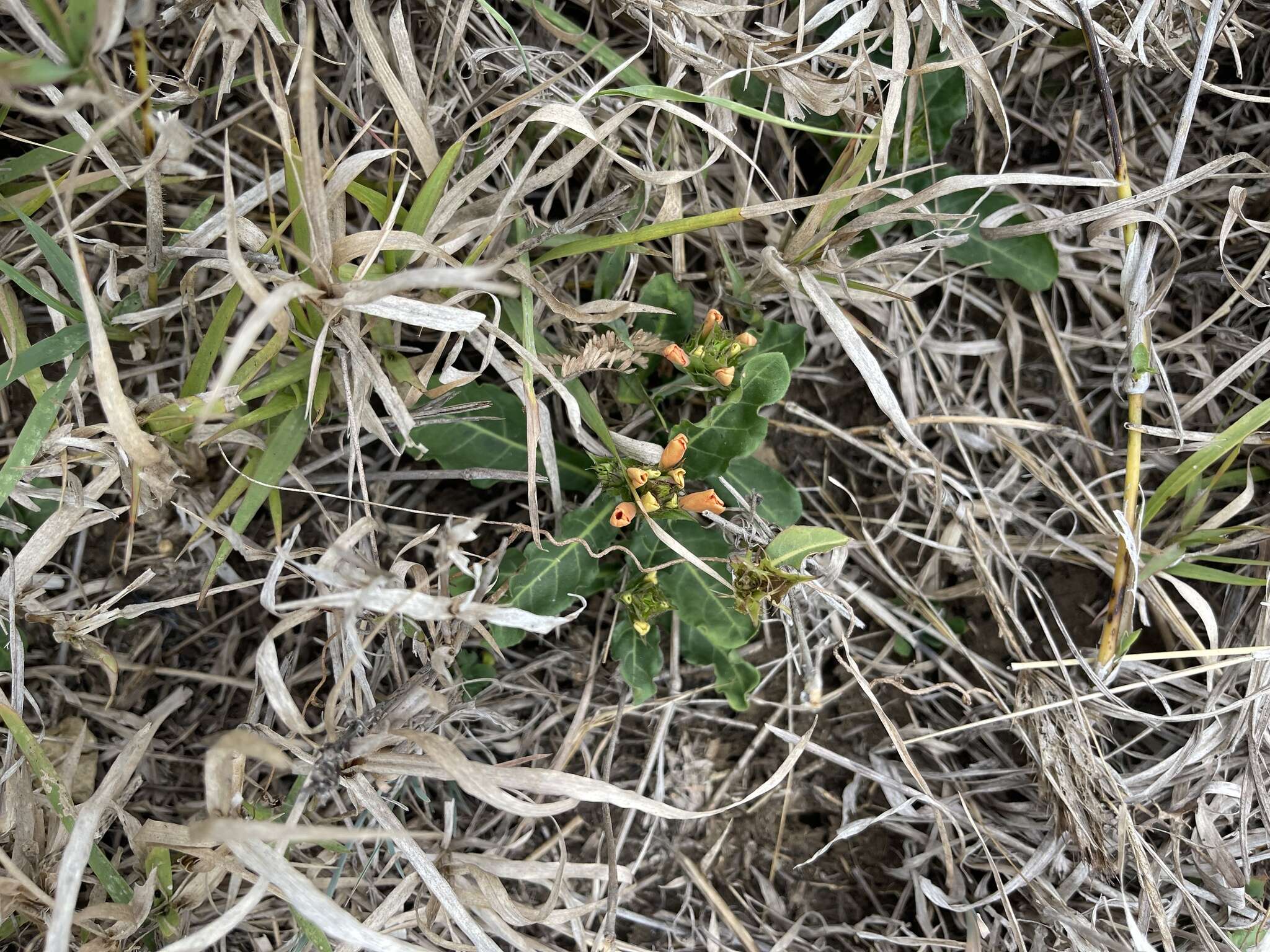 Imagem de Crossandra mucronata Lindau