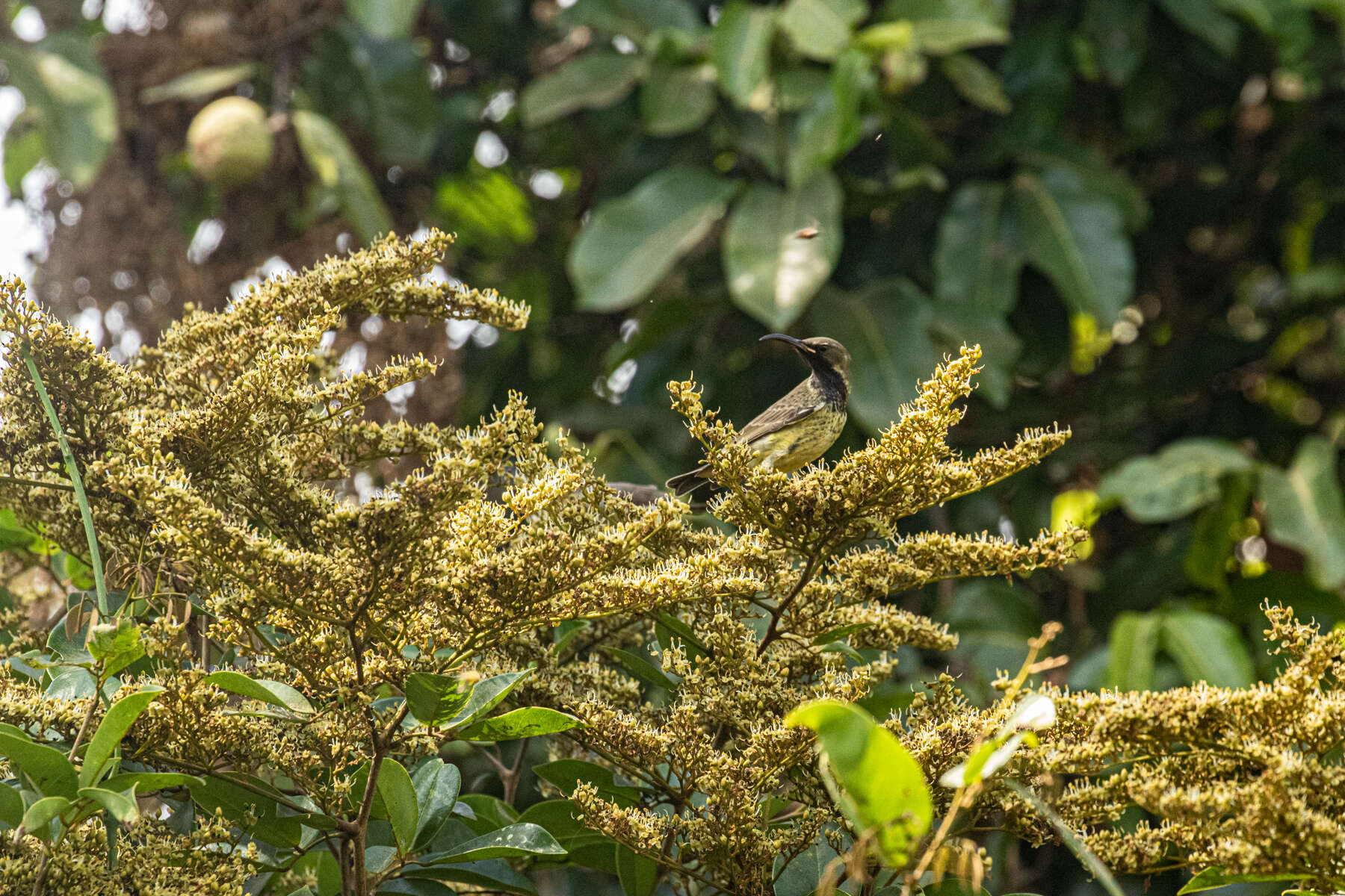 Image of Splendid Sunbird