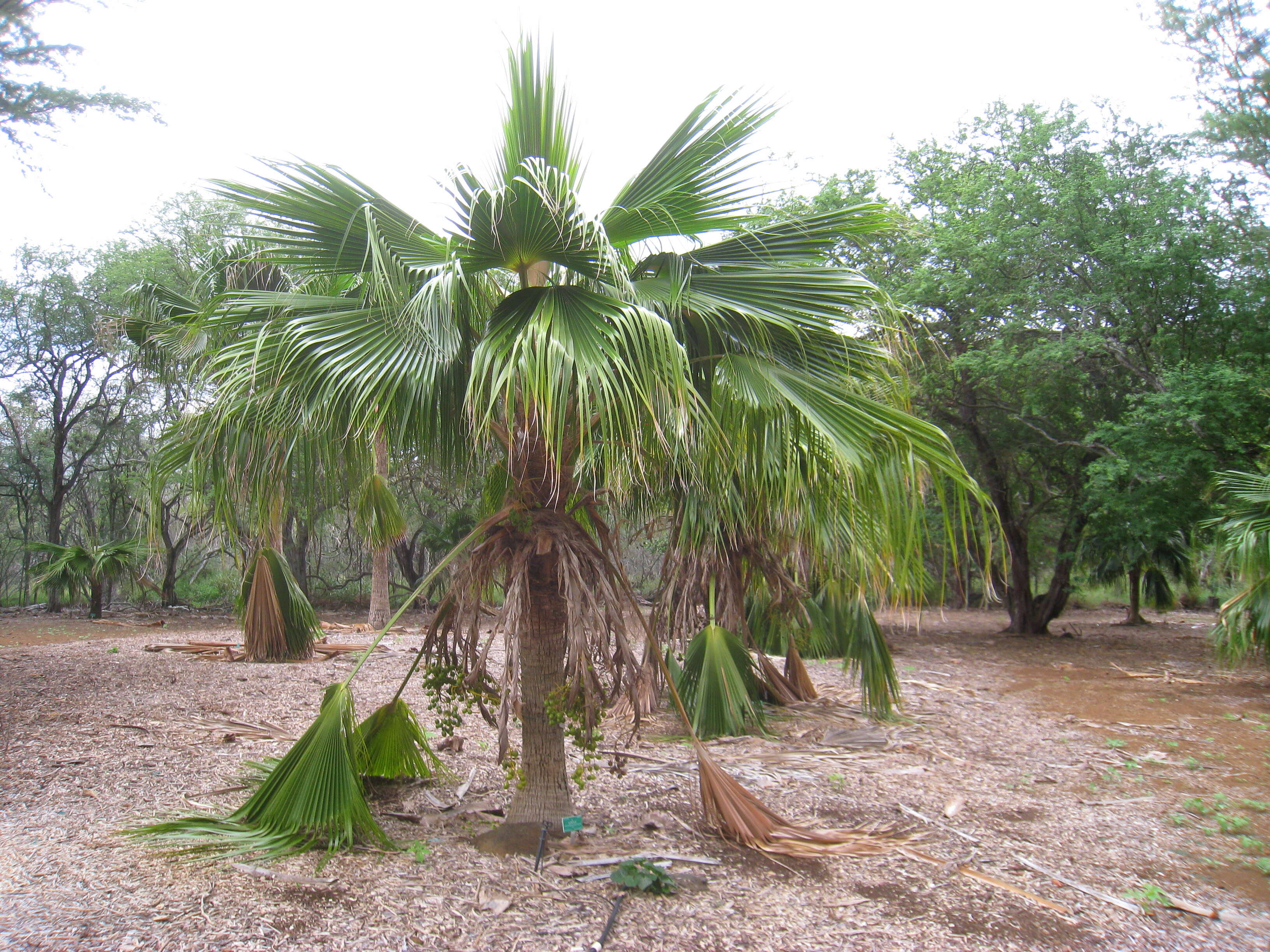 Image of lands of papa pritchardia