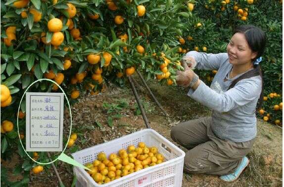 Image of Cherry Orange