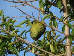 Image of soursop