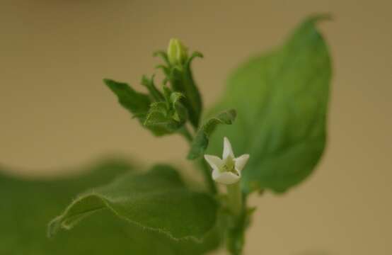 Image of Nicotiana benthamiana Domin