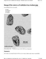 Image of rabies virus and relatives
