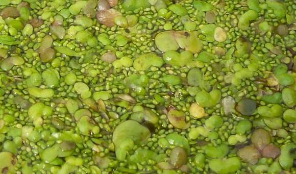 Image of Rootless Duckweed