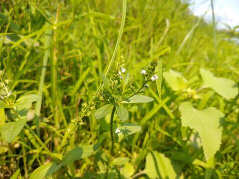 Слика од Veronica anagalloides Guss.