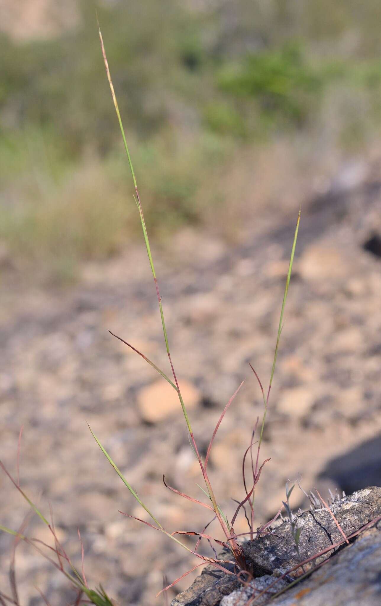 Sivun Schizachyrium fragile (R. Br.) A. Camus kuva