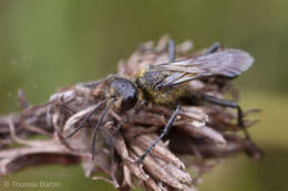 Sivun Prionyx canadensis (Provancher 1887) kuva