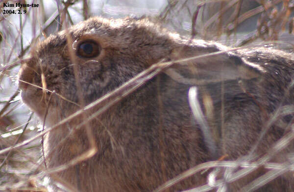 Imagem de Lepus coreanus Thomas 1892