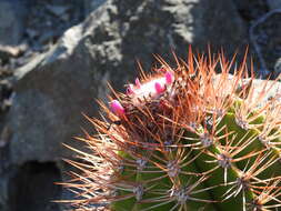 Image of Melocactus harlowii (Britton & Rose) Vaupel