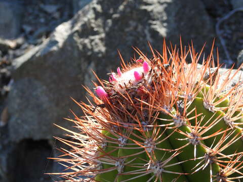 Melocactus harlowii (Britton & Rose) Vaupel resmi