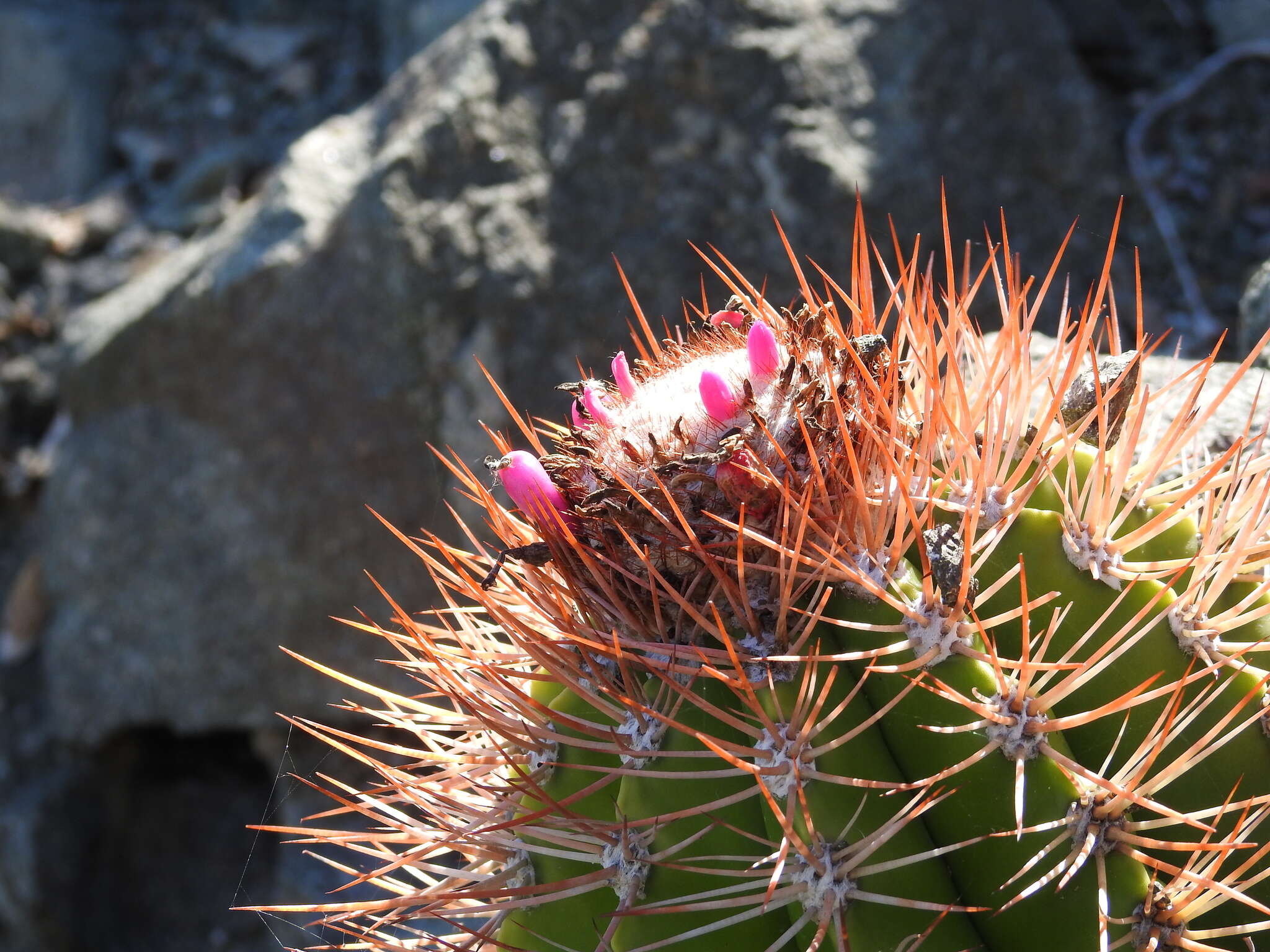 Image of Melocactus harlowii (Britton & Rose) Vaupel