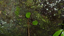Image of Adiantum reniforme var. asarifolium (Willd.) Cordem.